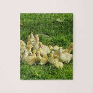 Vögel, Enten, Enten, Enten, Gelb, Natur, niedlich, Puzzle