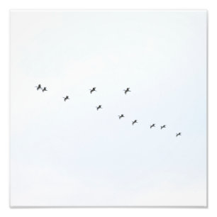 Vögel fliegen auf Sky Fotodruck