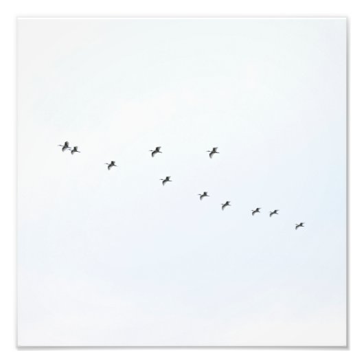 Vögel fliegen auf Sky Fotodruck (Vorne)