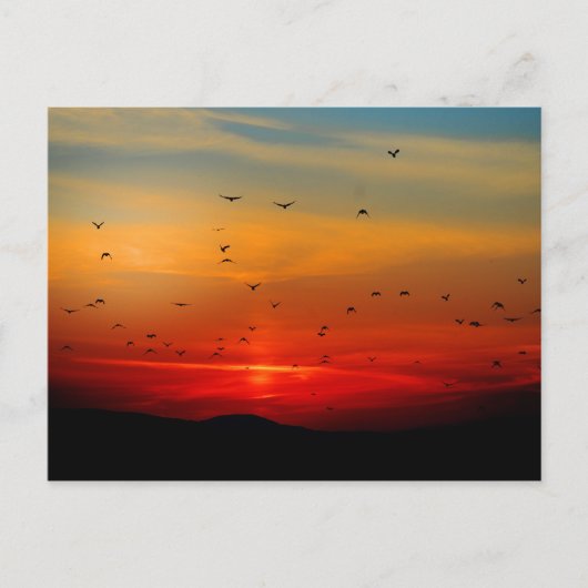 Vögel fliegen bei Sonnenuntergang, malerisches Fot Postkarte (Vorderseite)