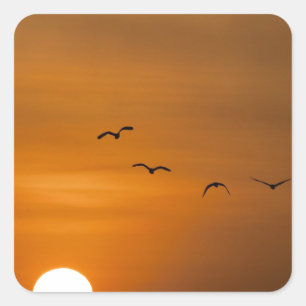 Vögel fliegen bei Sonnenuntergang Quadratischer Aufkleber