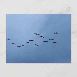 Vögel fliegen in V-Formation Naturfotografie Postkarte