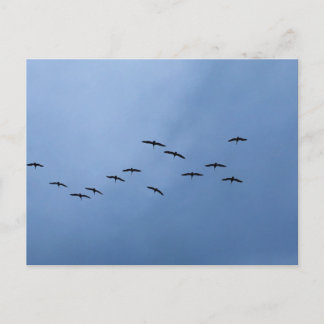 Vögel fliegen in V-Formation Naturfotografie Postkarte