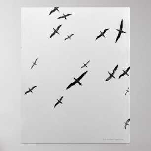 Vögel fliegen poster