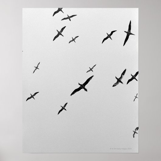 Vögel fliegen poster (Vorne)