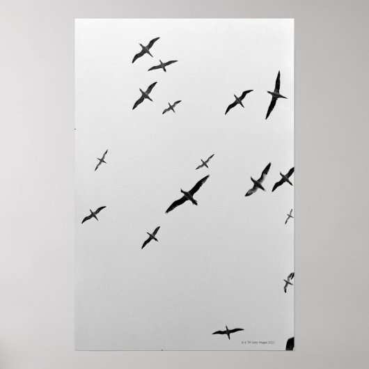 Vögel fliegen poster (Vorne)