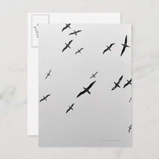 Vögel fliegen postkarte (Vorne/Hinten)