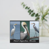 Vögel Floridas Postkarte (Stehend Vorderseite)