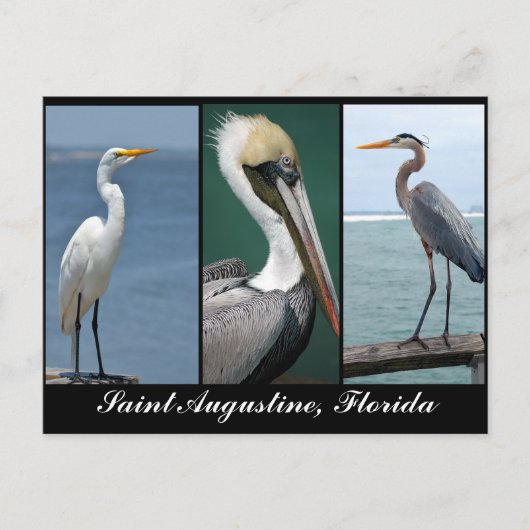 Vögel Floridas Postkarte (Vorderseite)
