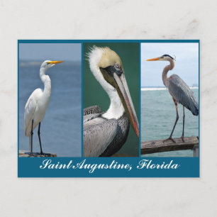 Vögel Floridas Postkarte