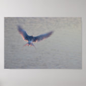 Vogel Flying Foto Poster (Vorne)