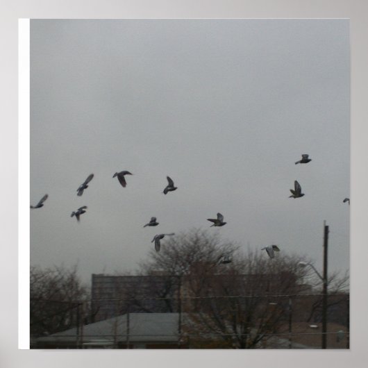 Vogel Flying Poster (Vorne)