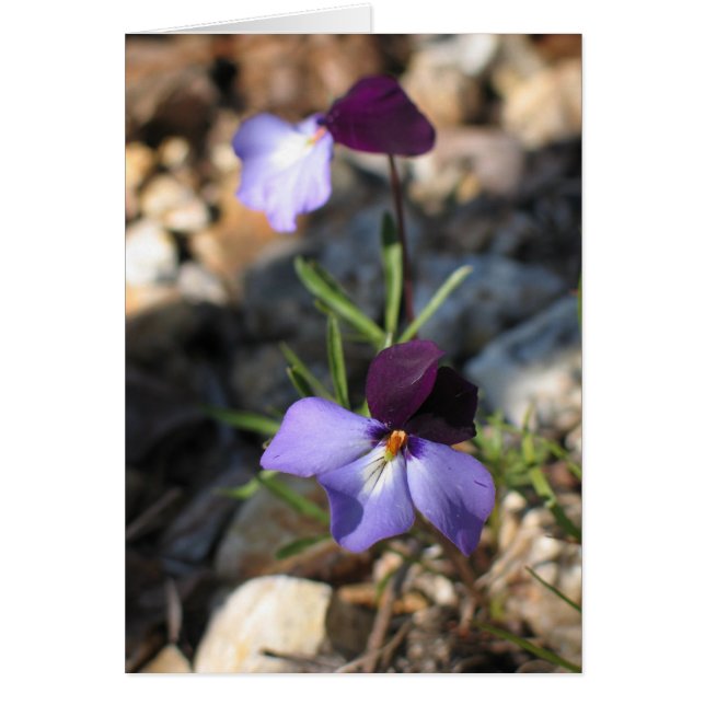 Vogel-Foot-Violet (Vorne)