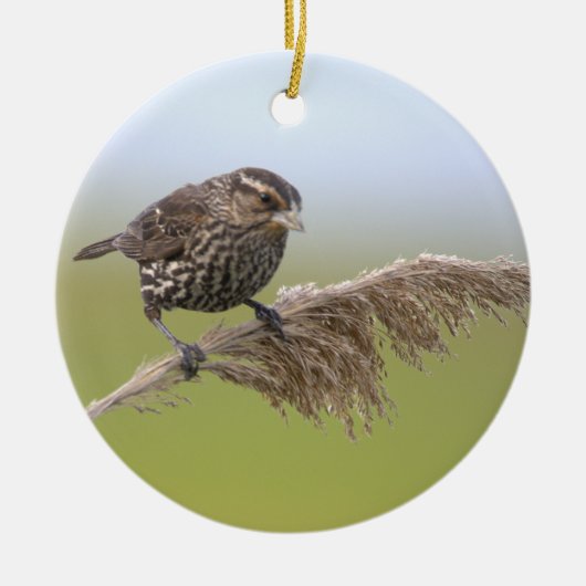 Vogel-Foto-Ornament Keramik Ornament (Vorne)