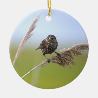 Vogel-Foto-Ornament Keramik Ornament