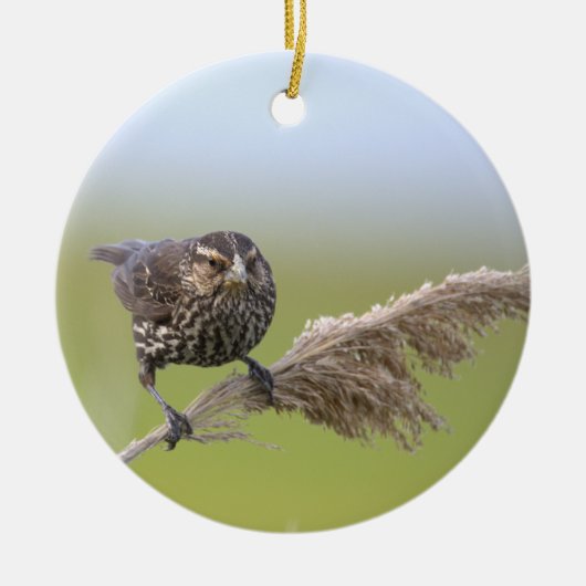 Vogel-Foto-Ornament Keramik Ornament (Vorne)