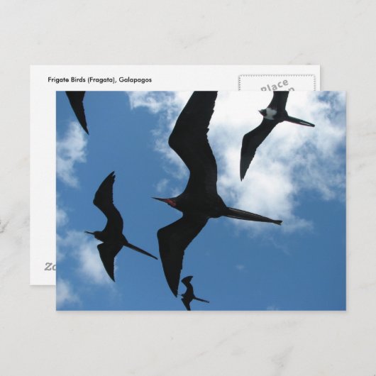 Vögel (Fragata), Galapagos-Inseln 6 Postkarte (Vorne/Hinten)