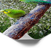 Vögel - Geflügel Poster (Ecke)