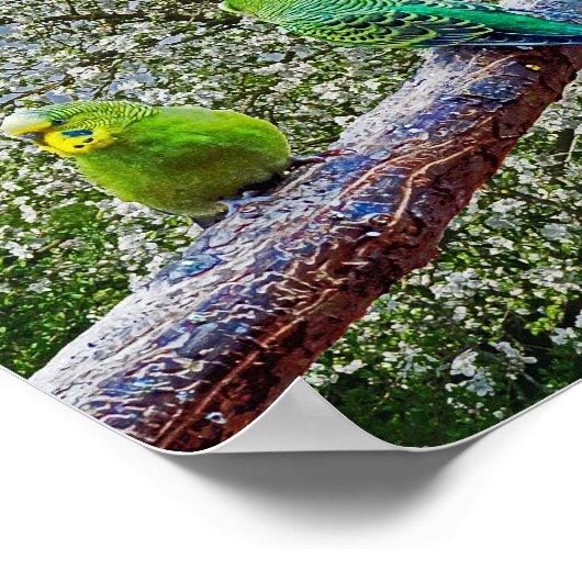 Vögel - Geflügel Poster (Ecke)