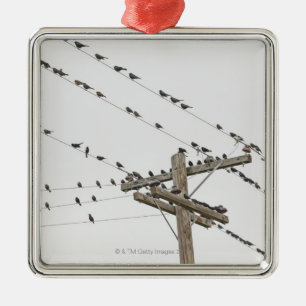 Vögel gehockt auf Drähten Silbernes Ornament