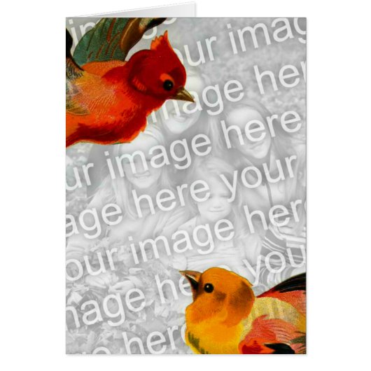 Vögel Ihr Bild hier (Vorne)