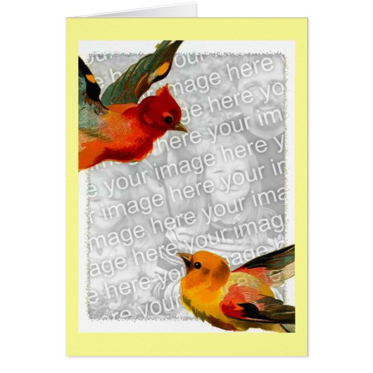 Vögel, Ihr Foto hier (Vorne)