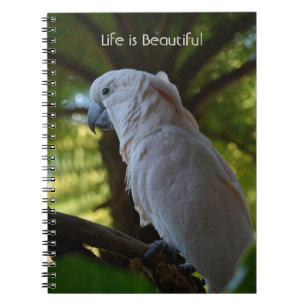 Vogel im Baum Kauai (meine Fotografie) Notizblock