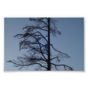 Vogel im Baum-Silhouette-Druck Fotodruck