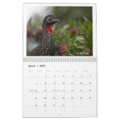 Vögel im Costa Rica-Kalender Kalender (Mär 2027)
