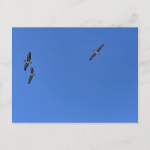 Vögel im Flug gegen blauen Himmel Strandfotografie Postkarte