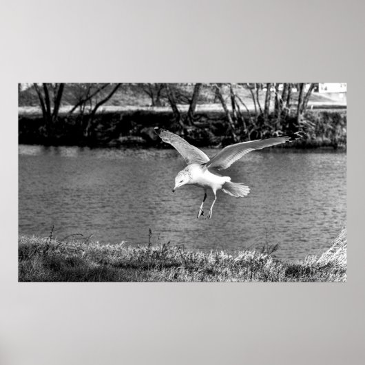 Vögel im Flug  Poster (Vorne)