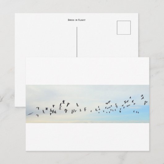 Vögel im Flug Postkarte (Vorne/Hinten)