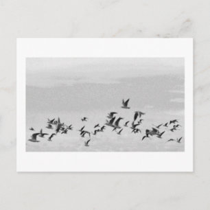 Vögel im Flug Postkarte