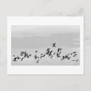 Vögel im Flug Postkarte