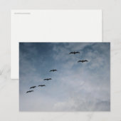 Vögel im Flugformations-Strandfotografie Postkarte (Vorne/Hinten)