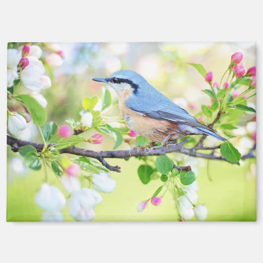 Vogel im Frühling Magnet (Vorderseite)