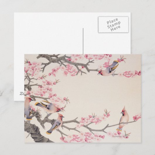 Vögel im Frühling singen Postkarte (Vorne/Hinten)