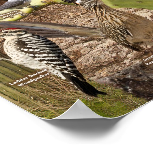 Vögel im Hinterhof von Arizona ID Poster (Ecke)