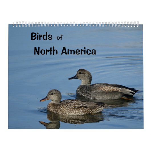 Vögel im Nordamerika-Kalender Kalender (Titelbild)