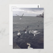 Vögel im Ontariosee Postkarte (Vorne/Hinten)
