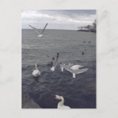 Vögel im Ontariosee Postkarte (Vorderseite)