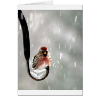 Vogel im Schnee