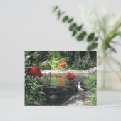 Vögel im Wasser Postkarte (Stehend Vorderseite)