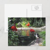 Vögel im Wasser Postkarte (Vorne/Hinten)