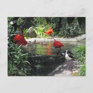 Vögel im Wasser Postkarte