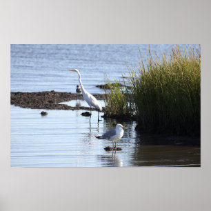 Vögel im Wasserplakat Poster