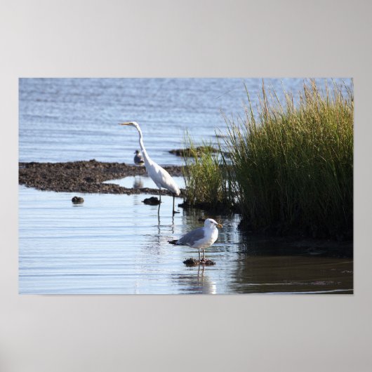 Vögel im Wasserplakat Poster (Vorne)