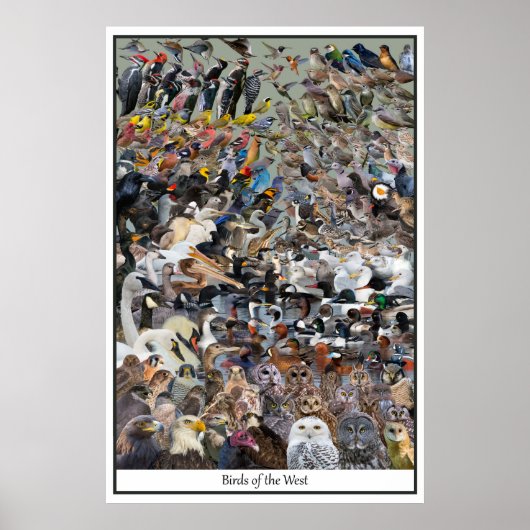 Vögel im Westen Poster (Vorne)