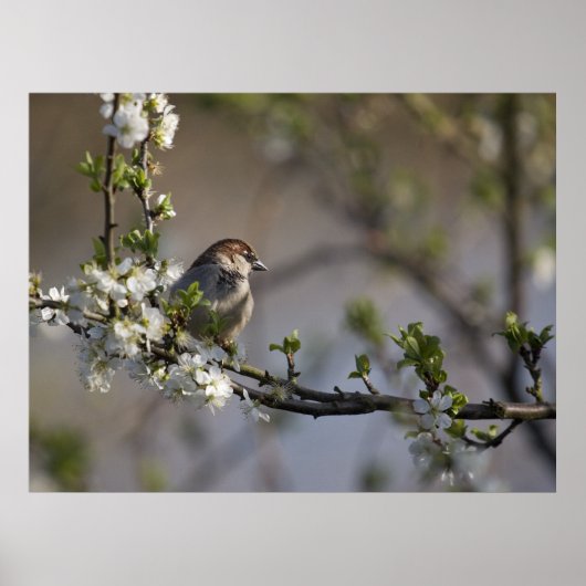 Vogel in Blossom Poster (Vorne)