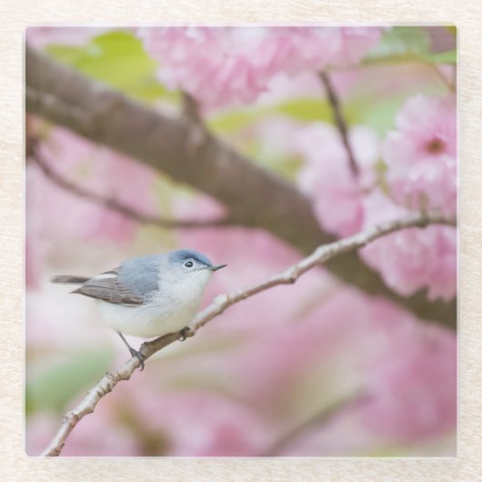 Vogel in Blossom Tree Glasuntersetzer (Vorderseite)